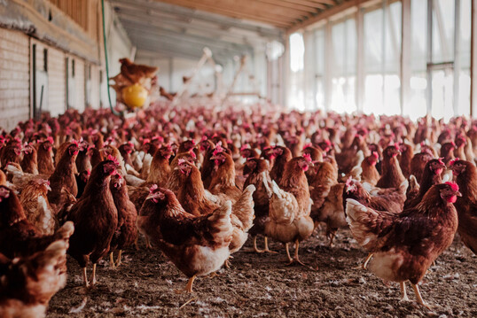 Durch den Einsatz regionaler Eiwei�futtermittel sank der CO2-Fu�abdruck je Kilogramm Futter und Eimasse um nahezu 50?%. Eine Absenkung des CP-Gehalts von 17 auf 16 % ab der 49. Lebenswoche beeintr�chtigt die Legeleistung nicht, sofern der Anteil an Aminos�uren und deren Verh�ltnis zueinander in der Ration ber�cksichtigt werden. 