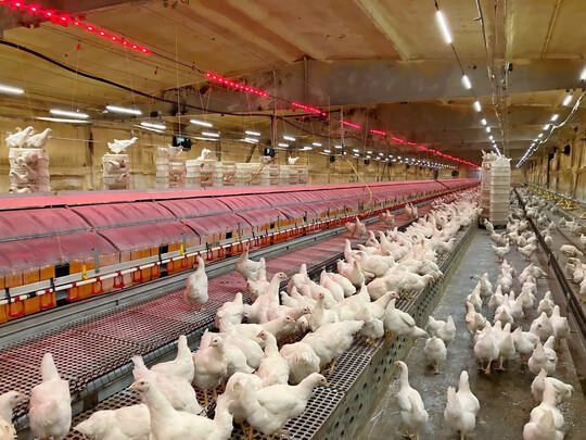 Ankunft der Junghennen. Sie verlassen größtenteils selbst die Transportkäfige.