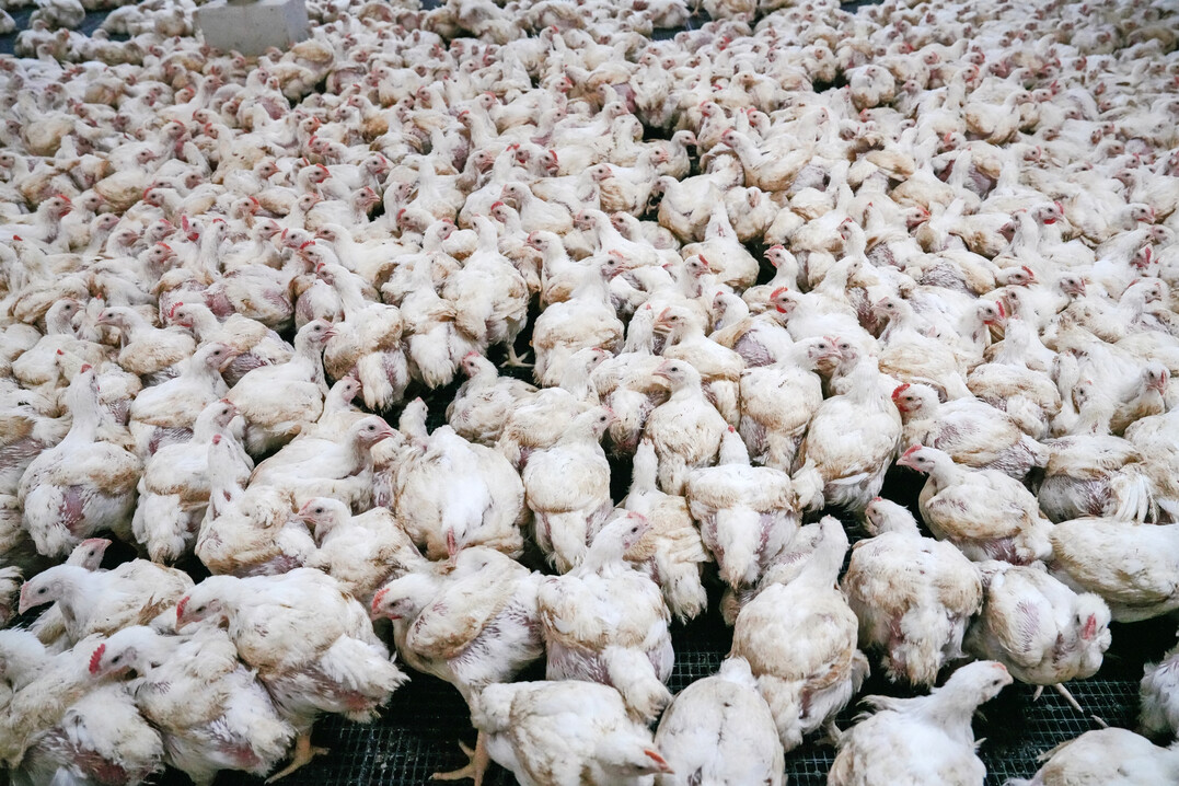 Weltweit werden inzwischen deutlich �ber 70 Mrd. Masth�hner pro Jahr erzeugt. Selbst geringe Leistungseinbu�en wirken sich deshalb massiv aus.