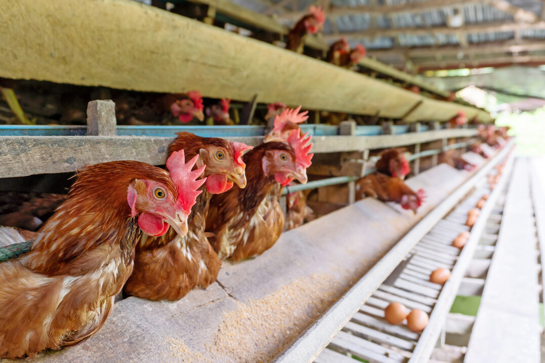 Begrenzte Rohwarenverf�gbarkeit und infrastrukturelle Defizite, insbesondere in Schwellenl�ndern, machten nach Unternehmensangaben eine Einhaltung der weltweit gesetzten K�figfrei-Ziele nicht m�glich.