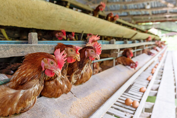 Begrenzte Rohwarenverfügbarkeit und infrastrukturelle Defizite, insbesondere in Schwellenländern, machten nach Unternehmensangaben eine Einhaltung der weltweit gesetzten Käfigfrei-Ziele nicht möglich.