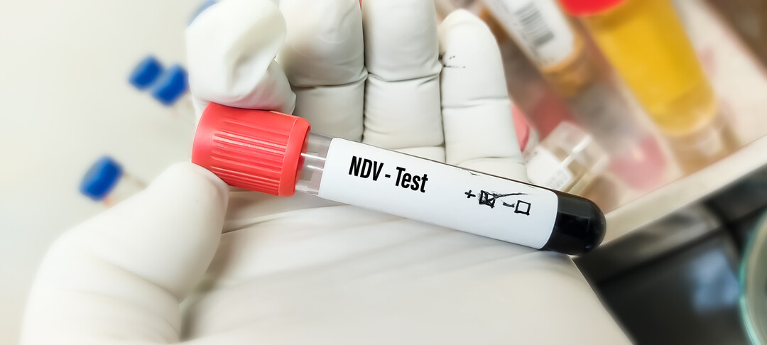 In einem Putenmastbetrieb in Brandenburg ist am 20. Februar 2026 die meldepflichtige atypische Geflügelpest, auch als Newcastle-Krankheit (ND) bezeichnet, amtlich festgestellt worden.