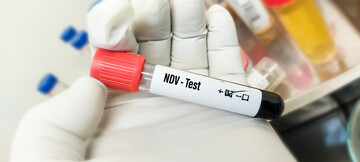 In einem Putenmastbetrieb in Brandenburg ist am 20. Februar 2026 die meldepflichtige atypische Gefl�gelpest, auch als Newcastle-Krankheit (ND) bezeichnet, amtlich festgestellt worden.