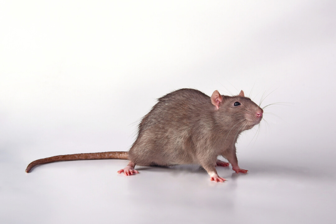 Im Fokus auf dem Gefl�geltag in Nordrhein-Westfalen am 5. Mai 2026 auf Haus D�sse, Bad Sassendorf: Die Bek�mpfung von Schadnagern. Der GWV NRW ist Mitorganisator der Veranstaltung. 