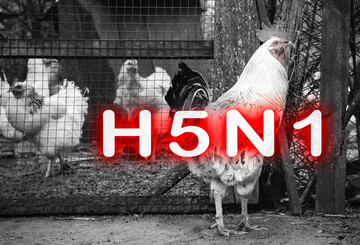 Nach dem Nachweis des hochpathogenen H5N1-Virus wurden die betroffenen Best�nde get�tet und Sperrzonen eingerichtet, die teils landkreis�bergreifend gelten.