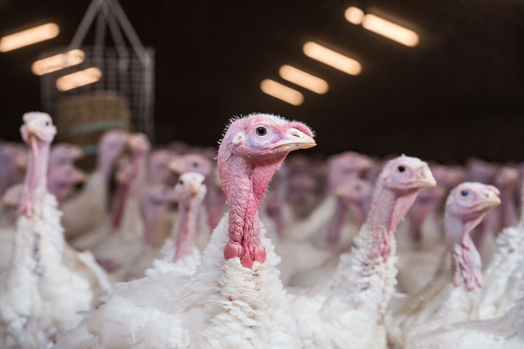 Der Feldversuch in England soll zeigen, wie gut HPAI-Impfstoffe Puten im Bestand sch�tzen und wie sich Impfprogramme mit �berwachung und Handelsanforderungen vereinbaren lassen.