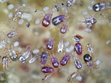 Die Nordische Vogelmilbe (
<i>Ornithonyssus sylviarum</i>
) lebt dauerhaft auf der Henne und h�lt sich vor allem im Bereich der Kloake und unter den Federn auf. Dort saugt sie regelm��ig Blut und wird vor allem durch direkten Tierkontakt �bertragen. W�hrend sie in Nordamerika h�ufiger vorkommt, wird sie in Europa deutlich seltener nachgewiesen und l�sst sich meist direkt im Gefieder der Tiere finden.