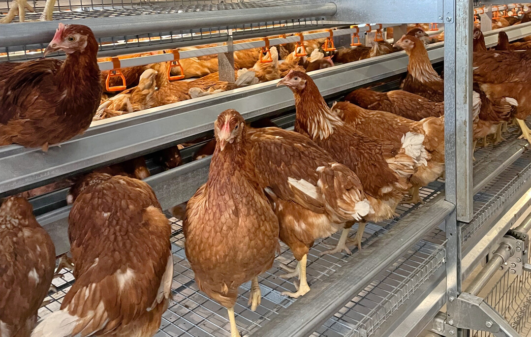 Der Ausbruch der Newcastle-Krankheit trifft nicht nur einen gro�en Legehennenbestand. F�r Betriebsleiter und Mitarbeiter, die t�glich mit den Tieren arbeiten, ist die notwendige Keulung eine schwere Belastung.