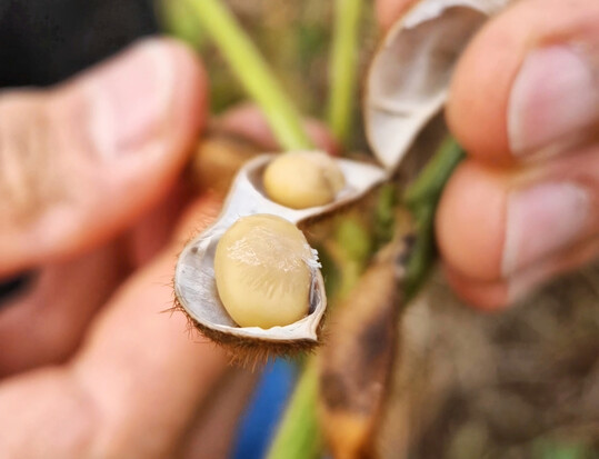 Die Sojabohne gilt als Schl�sselrohstoff. Die Futterqualit�t wird durch technologische Expertise und Qualit�tskontrolle sichergestellt.