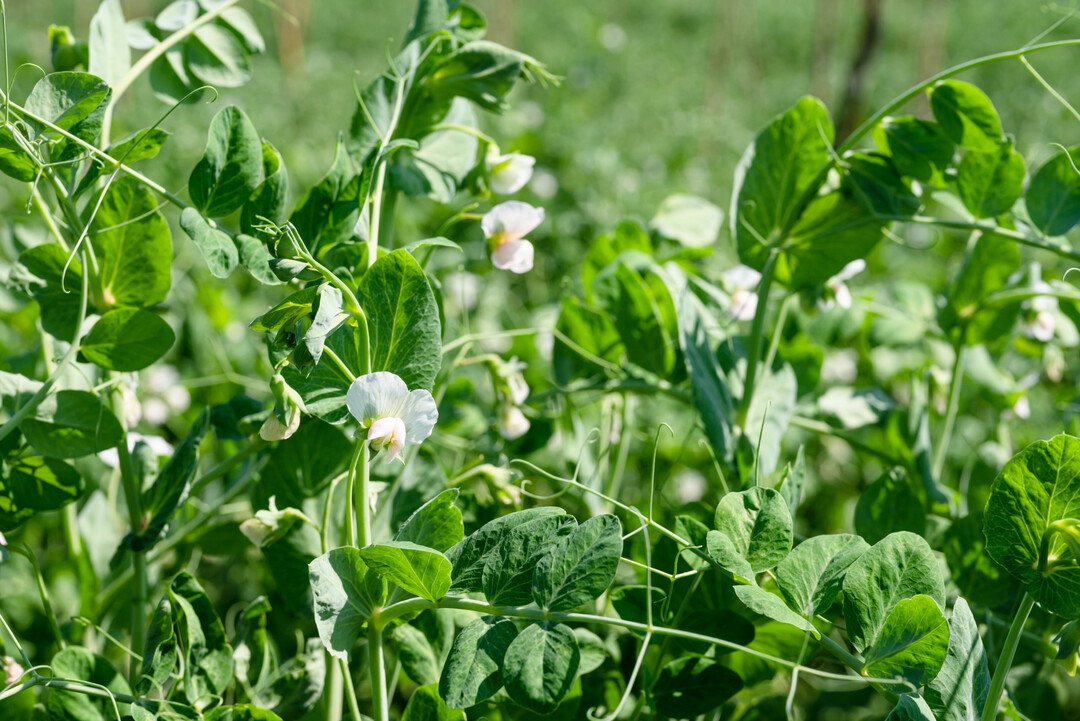 Angesichts der sehr guten Erbsenernte 2025 erneuerte die UFOP ihre Forderung an die Bundesregierung, endlich die angek�ndigte nationale Eiwei�strategie vorzulegen. 