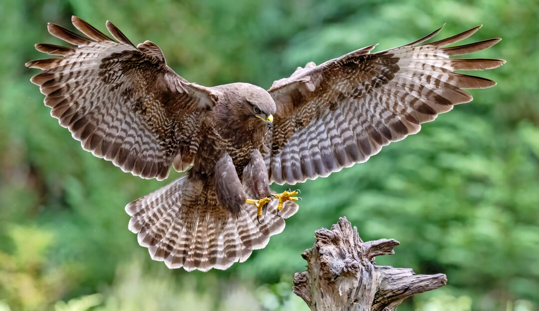 Viele heimische Greifvogelarten haben sich seit den 1980er-Jahren deutlich erholt. Mit ihrer zunehmenden Pr�senz wird auch in Freilandhaltungen intensiver dar�ber diskutiert, welche Rolle sie dort tats�chlich spielen.