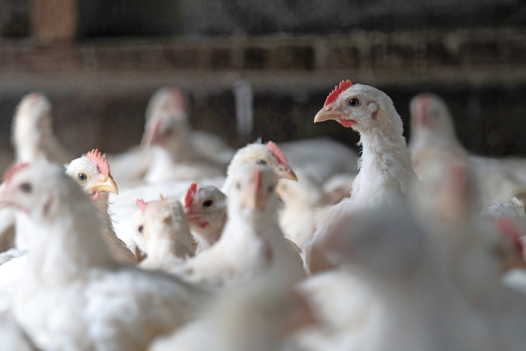 Mit der App EBENE� lassen sich Tierwohlindikatoren direkt im Stall erfassen und auswerten. Die Ergebnisse werden grafisch aufbereitet und erm�glichen Betrieben einen Vergleich mit Referenzdaten anderer Herden.