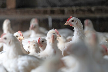 Mit der App EBENE� lassen sich Tierwohlindikatoren direkt im Stall erfassen und auswerten. Die Ergebnisse werden grafisch aufbereitet und erm�glichen Betrieben einen Vergleich mit Referenzdaten anderer Herden.