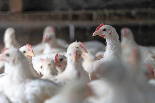 Mit der App EBENE® lassen sich Tierwohlindikatoren direkt im Stall erfassen und auswerten. Die Ergebnisse werden grafisch aufbereitet und ermöglichen Betrieben einen Vergleich mit Referenzdaten anderer Herden.