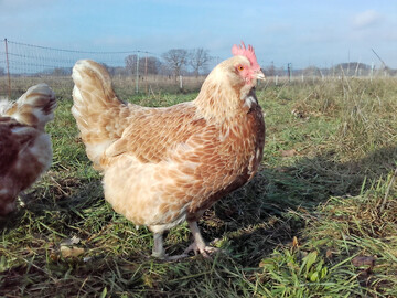 Wendland Gefl�gel setzt auf die Freude am Tier in einer artgerechten und �kologischen Haltung: Hier ein Zweinutzungshuhn der Rasse �TZ�Caramel (Kreuzung aus White Rock x Deutsches Lachshuhn). 