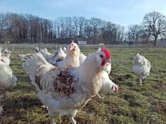 H�hne der Rasse �TZ�Caramel aus der Elterntierherde bei Sebastian Seelig.