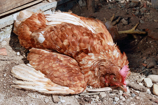 Die aktuelle Newcastle-Lage besch�ftigt viele Gefl�gelhalter. In einer kurzfristig angesetzten Online-Veranstaltung am Donnerstag den 12.03.2026 um 20.00 Uhr informiert der Bundesverband f�r mobile Gefl�gelhaltung �ber Risiken, aktuelle Entwicklungen und wichtige Ma�nahmen f�r Betriebe. 