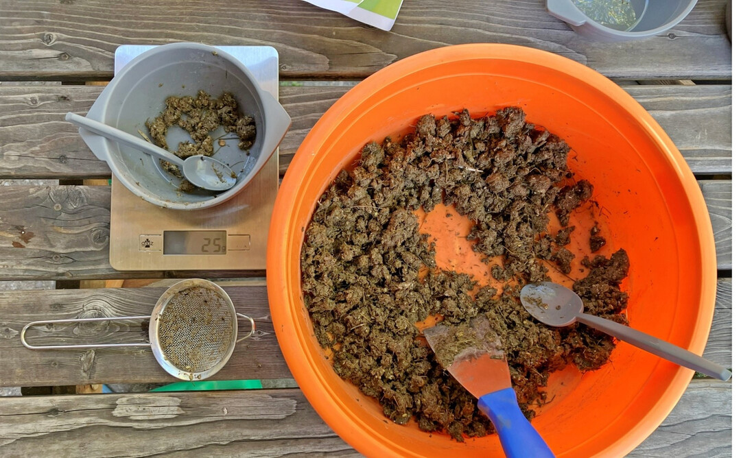 Vor der Behandlung erfolgte eine repr�sentative Probenentnahme im Stall � und auch vier Wochen nach dem Versuchstart. Es wurden f�nf Kotproben zu je 20 g entnommen. 