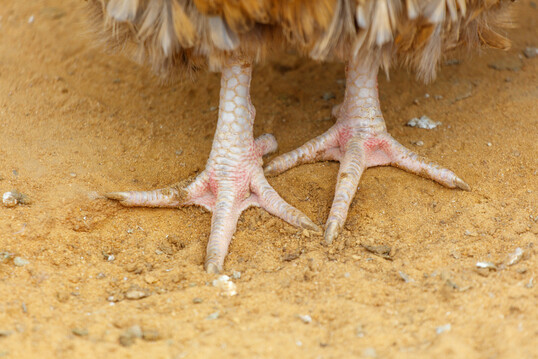Lahmheiten entstehen h�ufig durch ein Ungleichgewicht zwischen schnellem Muskelwachstum und der Entwicklung des Skeletts. Besonders schnell wachsende Broiler und Puten gelten deshalb als anf�llig f�r St�rungen im Bewegungsapparat.