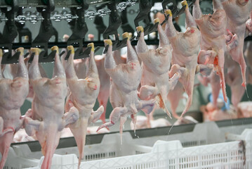 Tierschutzsensible Vorg�nge sollen aufgezeichnet werden.