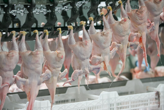 Tierschutzsensible Vorg�nge sollen aufgezeichnet werden.