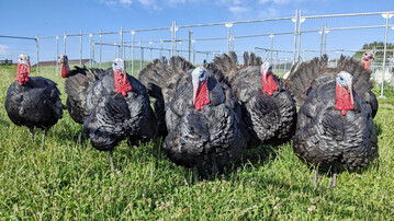 Im Forschungsprojekt �AminoVit� wurden unterschiedliche Putenherk�nfte unter �kologischen F�tterungsbedingungen untersucht. Ziel war es, belastbare Daten zur N�hrstoffverwertung und zu Umweltwirkungen verschiedener Genotypen zu gewinnen.