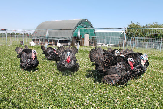 H�hne der Herkunft Auburn im Gr�nauslauf. Der Mastversuch wurde am Versuchs- und Bildungszentrum f�r Gefl�gel der Bayerischen Staatsg�ter in Kitzingen durchgef�hrt. Untersucht wurden zwei Putenherk�nfte unter kontrollierten F�tterungsbedingungen.