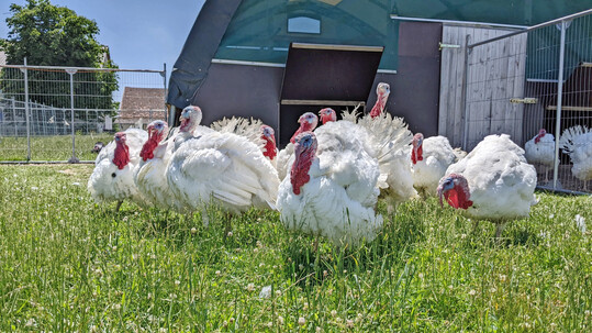 Die Auswertung der Ganzk�rperanalysen liefert Hinweise darauf, wie effizient Putenh�hne N�hrstoffe w�hrend Aufzucht und Mast im K�rper einlagern und nutzen. Hier zeigen sich H�hne der Herkunft B.U.T. 6 im Gr�nauslauf.