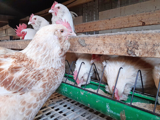 Das Probiotikum Bactocell wurde bei den reinrassigen Elterntierherden der Deutschen Lachsh�hner und der White Rocks, bei der Zweinutzungskreuzung �TZ�Coffee und den Junghennen der Reinrassen und Zweinutzungskreuzungen in einem einfachen Feldeinsatz getestet.