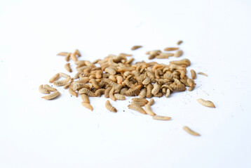 Larven der Schwarzen Soldatenfliege k�nnen organische Reststoffe in proteinreiche Biomasse umwandeln. Neue Forschung zeigt jedoch, dass Effizienz und Emissionen dieser Produktion stark von der Zusammensetzung des Futtersubstrats abh�ngen und damit auch �ber das Potenzial f�r den Einsatz in der Tierf�tterung entscheiden.