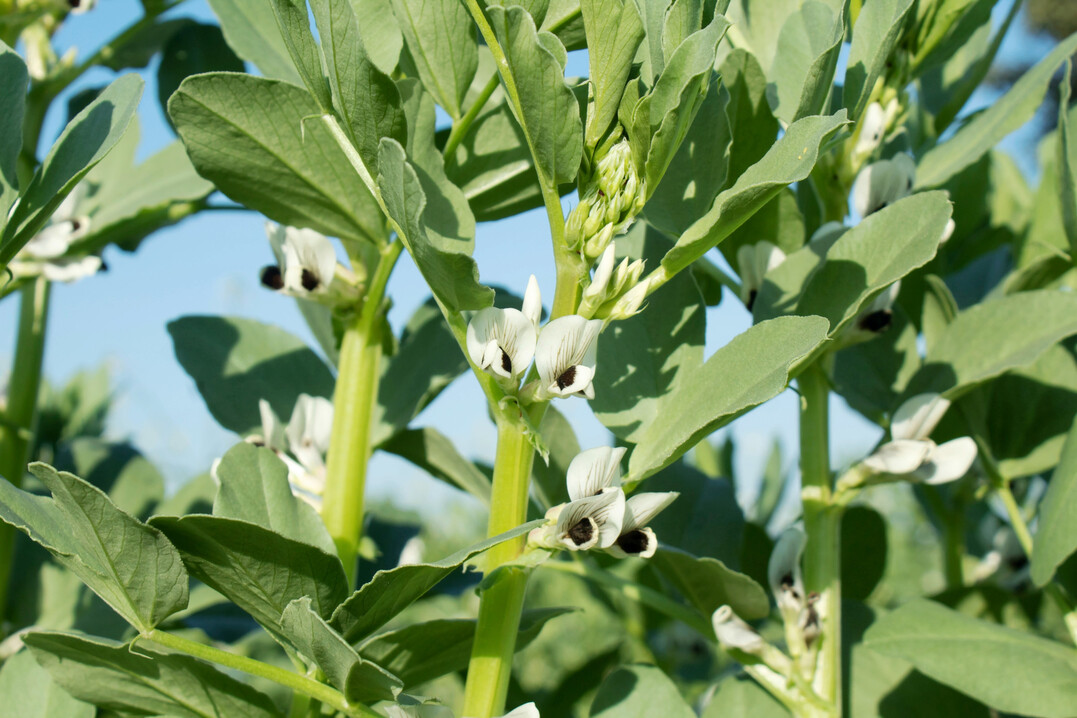 Ackerbohnen (
<i>Vicia faba</i>
) gelten seit Jahren als m�gliche heimische Eiwei�quelle im Gefl�gelfutter. Neue Versuche aus Gro�britannien zeigen, dass aufbereitete Bohnen den Sojaeinsatz in Broiler- und Legehennenrationen deutlich senken k�nnen.