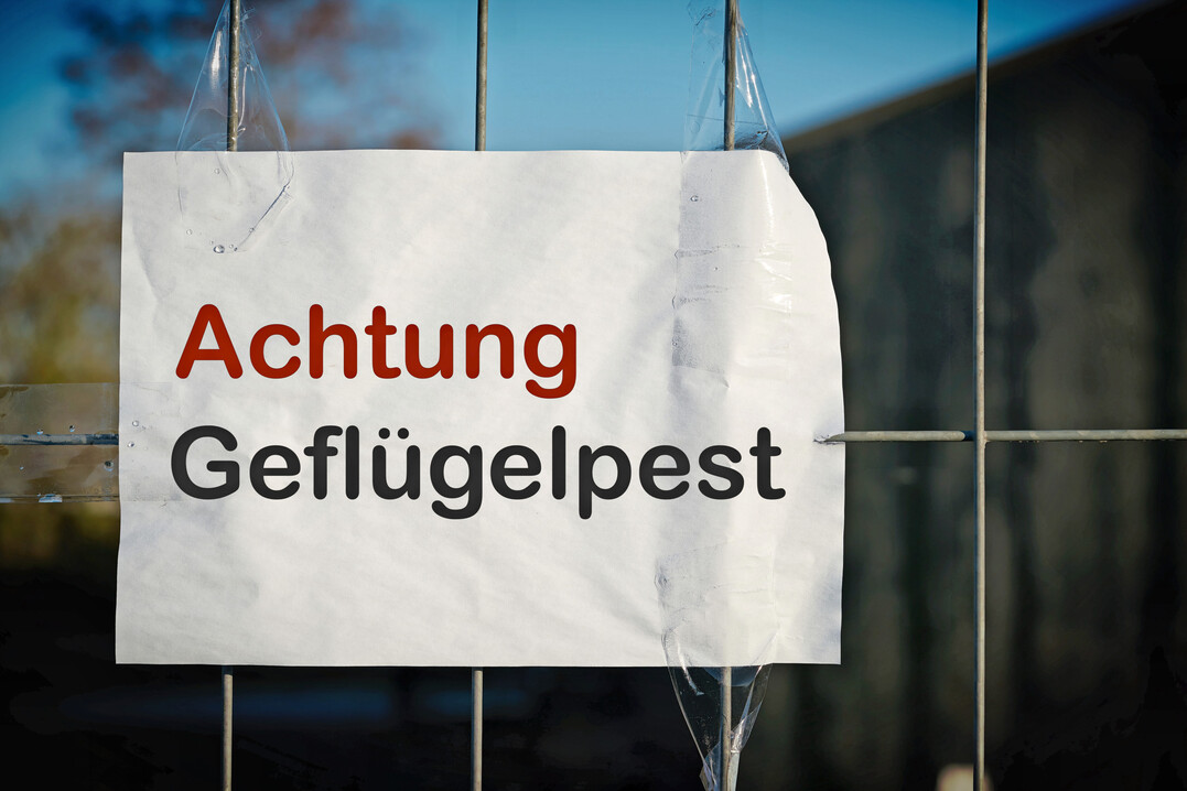 Nach dem Ausbruch der Gefl�gelpest in einem H�hnerbestand im Landkreis Dachau wurden rund um den Betrieb Schutz- und �berwachungszonen eingerichtet. In diesen Gebieten liegen nach Beh�rdenangaben mehr als 400 Gefl�gelhaltungen mit etwa 120.000 Tieren.