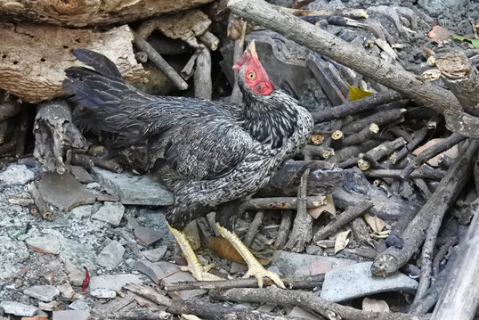 Verdrehte Kopfhaltung und unkoordinierte Bewegungen gehören zu den typischen neurologischen Symptomen der Newcastle Disease. Das Virus greift das Nervensystem an, wodurch Tiere den Kopf schief halten oder ruckartig bewegen. Neben Atemproblemen und einem Einbruch der Legeleistung zählen solche Störungen zu den auffälligsten Krankheitsanzeichen im Bestand.