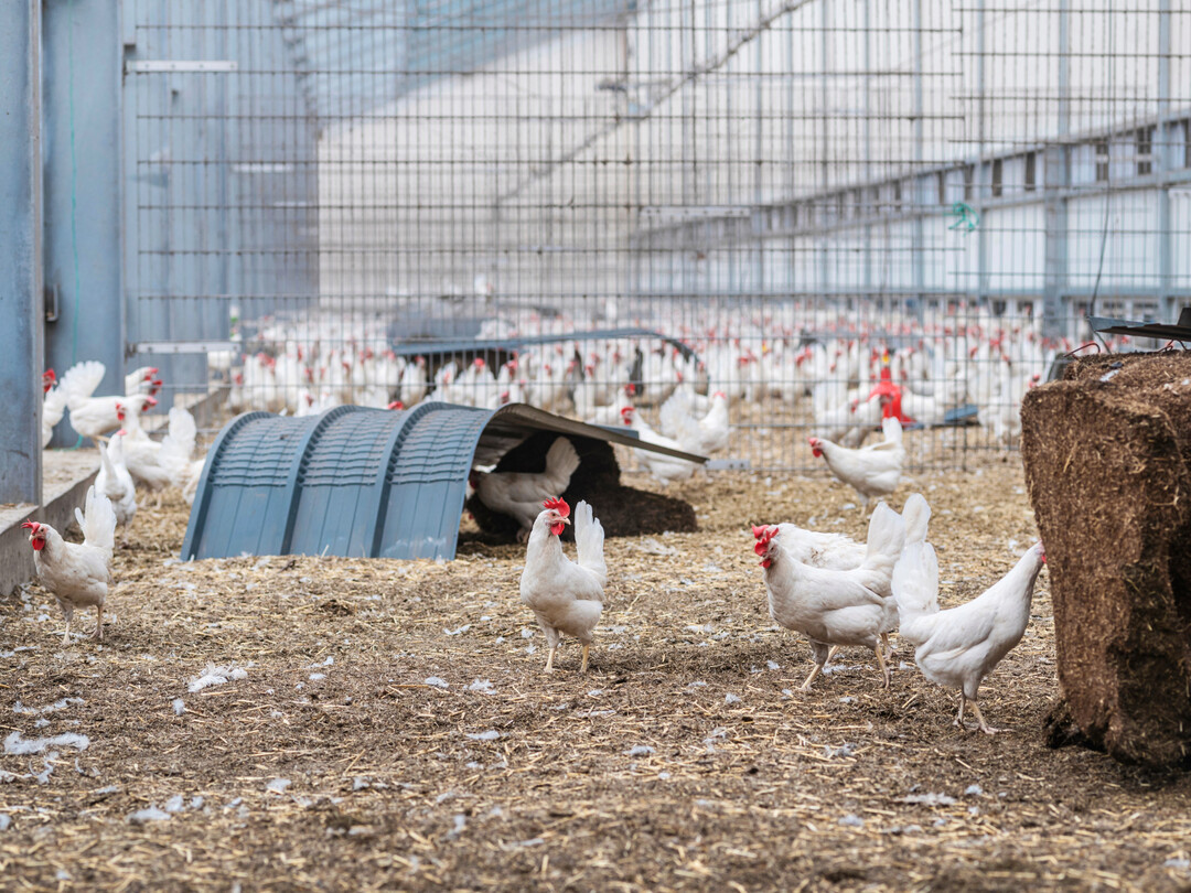 Müssen die Hennen wegen Aviärer Influenza oder Newcastle Disease im Stall bleiben, entscheidet das Management über die Ruhe im Bestand. Beschäftigungsmaterial, Struktur im Stall und ausreichend Aktivität helfen, Federpicken und Stress zu vermeiden.