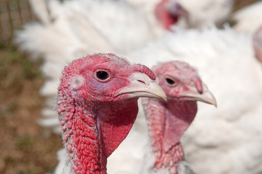 Die TiHo-Forschung zu Pickverletzungen bei Puten zeigt, dass sich selbst erfahrene Beobachter im Verlauf langer Bildserien in ihrer Bewertung verschieben k�nnen. Das ist f�r Bonituren im Tierwohlmonitoring ebenso relevant wie f�r die Entwicklung KI-gest�tzter Erkennungssysteme. 