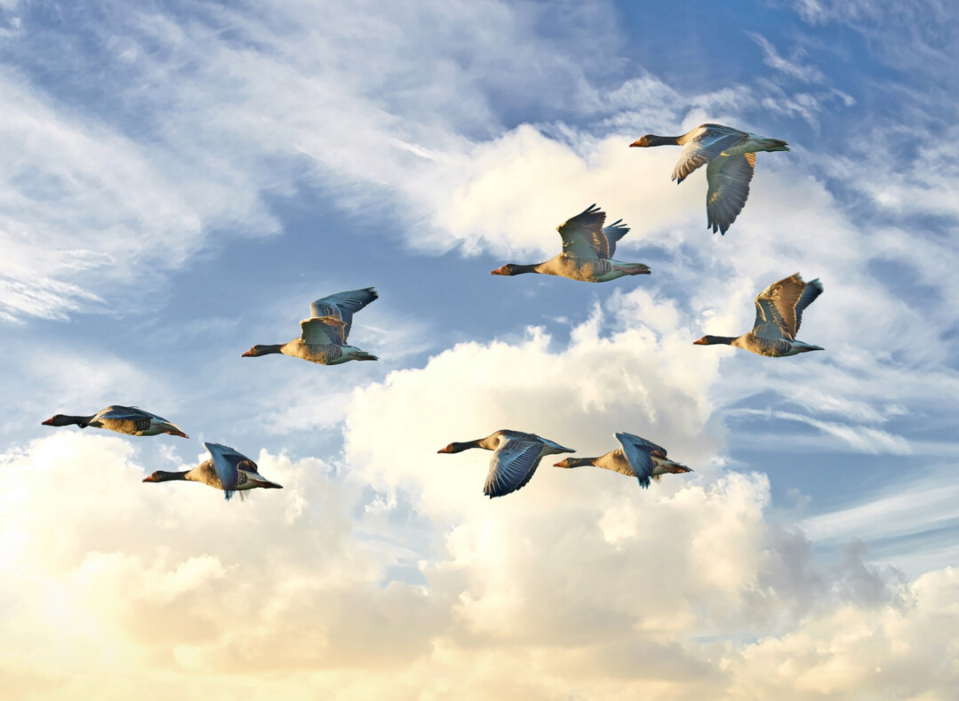 Wildvögel sind immer noch die Hauptquelle für Ausbrüche bei Geflügel.