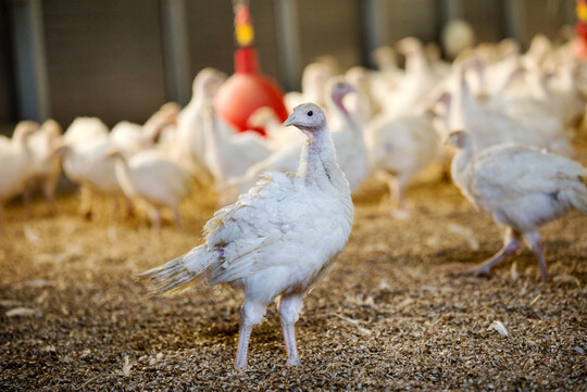 Schnelles Wachstum stellt hohe Anforderungen an Knochen und Bewegungsapparat von Mastputen. Die Entwicklung in den ersten Mastwochen ist entscheidend.