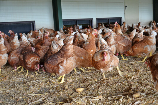 Gekochte Kartoffeln eigenen sich gut als Beschäftigungsmaterial. Die Hennen können hier ihr Pick- und Scharrverhalten voll ausleben.