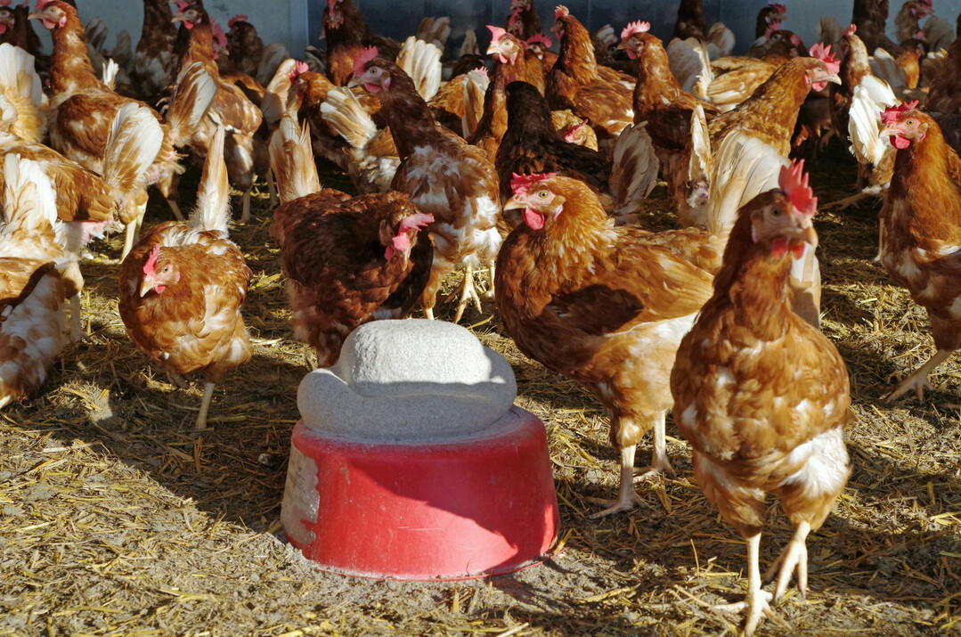 Pickblöcke halten die Hennen aktiv und können so Verhaltenstörungen bei Aufstallungsanordnung vorbeugen.