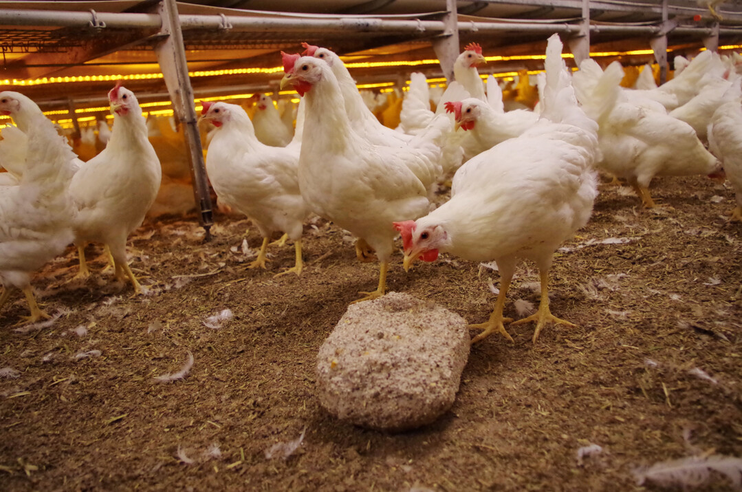 Pickblöcke werden gerne angenommen und dienen den Hennen als Beschäftigungsmaterial.