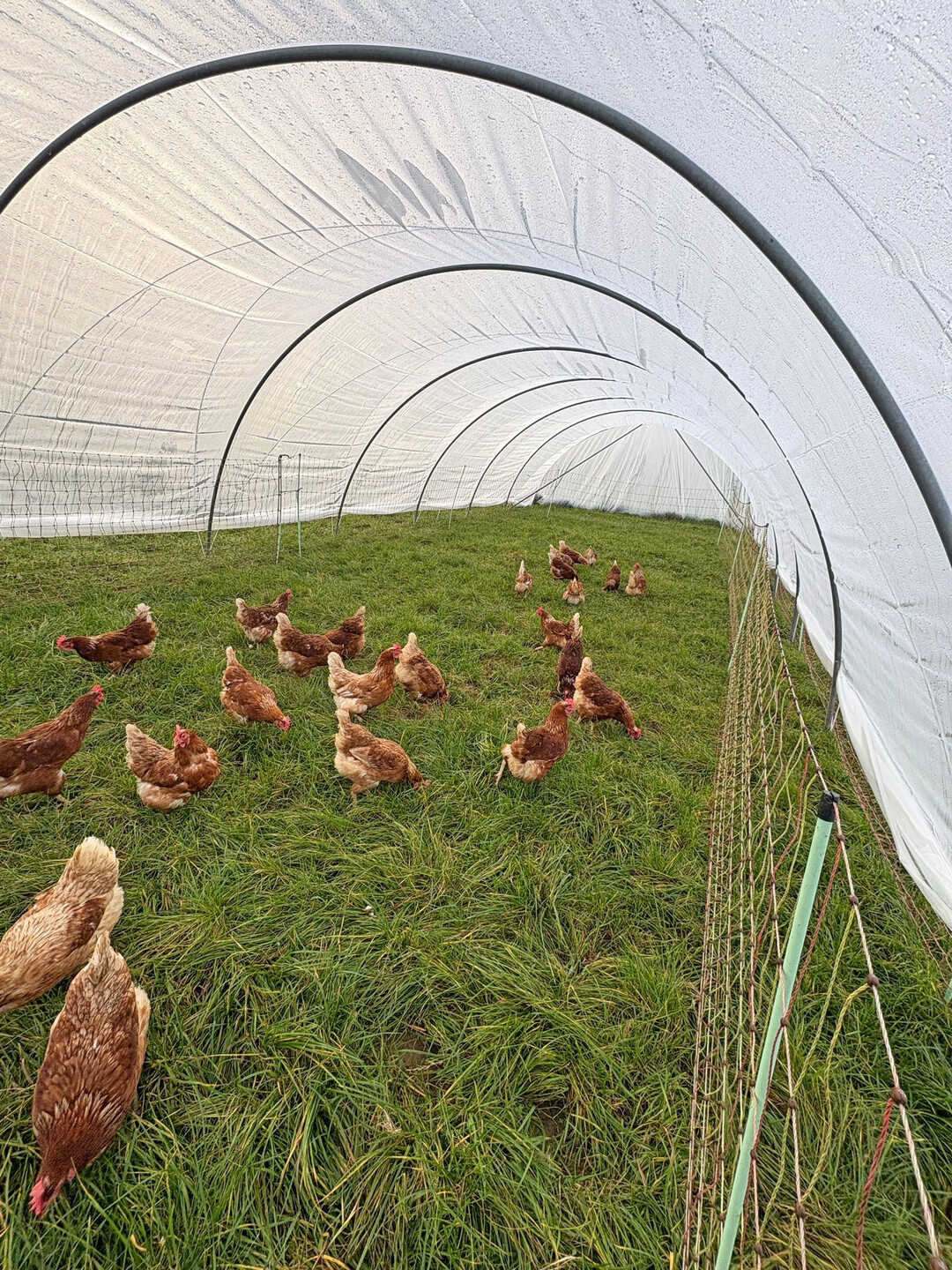 Überdachte Ausläufe wie Folientunnel bieten Hennen auch bei Aufstallung die Möglichkeit zu scharren und zu picken. Solche Strukturen entlasten den Stall und stabilisieren das Verhalten, weil die Tiere ihr natürliches Futtersuchverhalten weiter ausüben können.