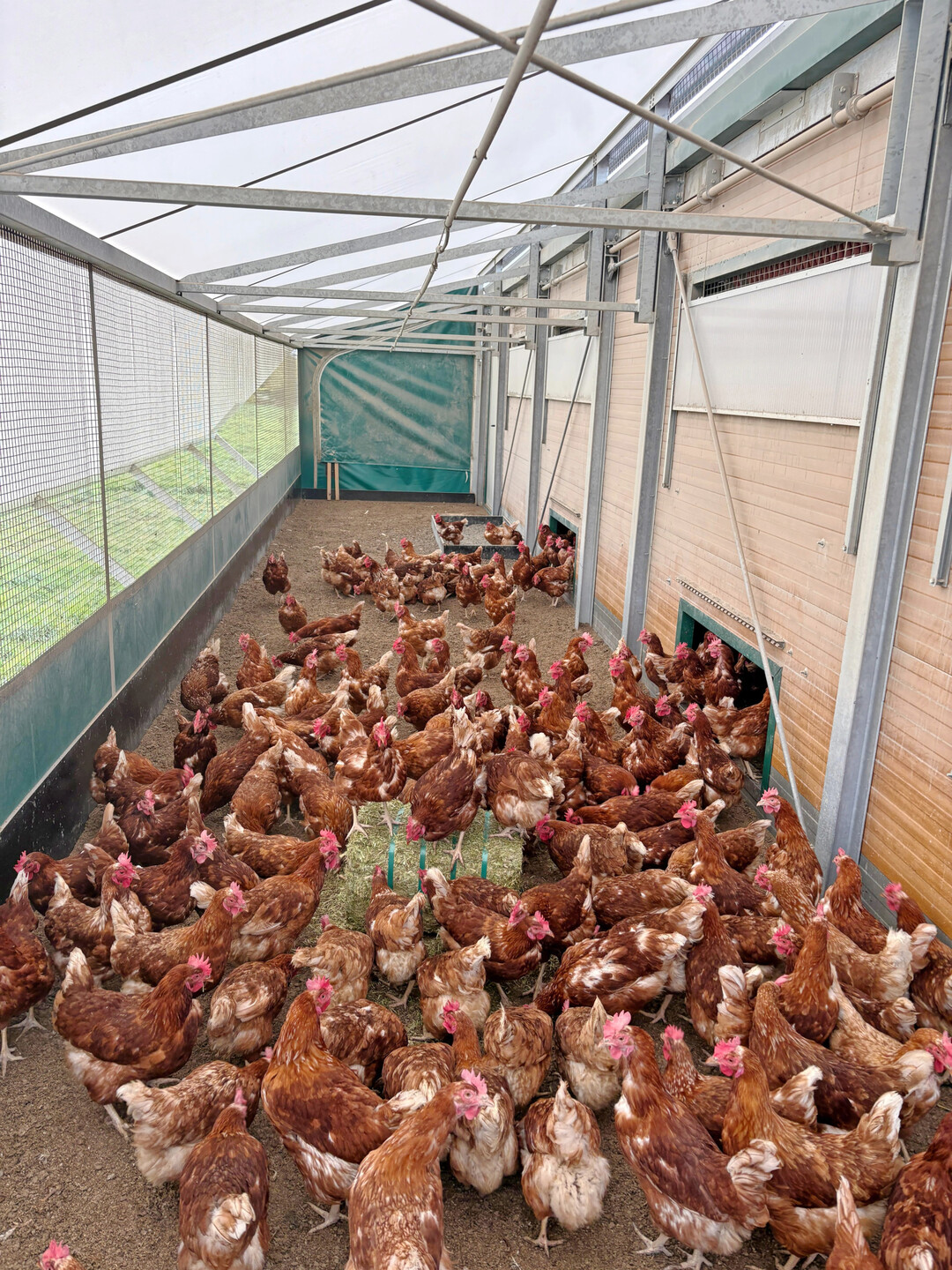 Der überdachte Wintergarten nimmt Druck aus dem Stall. Hennen weichen aus, bilden kleinere Gruppen und nutzen den Bereich je nach Aktivität unterschiedlich. Solche Übergangszonen helfen, Unruhe im Bestand früh abzufangen und kritische Verhaltensentwicklungen gar nicht erst entstehen zu lassen.