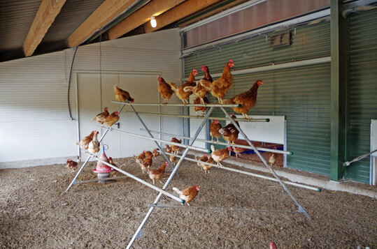 Sitzstangen sollten im überdachten Bereich angeboten werden. Sie strukturieren den Raum vertikal und werden von den Hennen als zusätzliche Rückzugsmöglichkeiten genutzt.