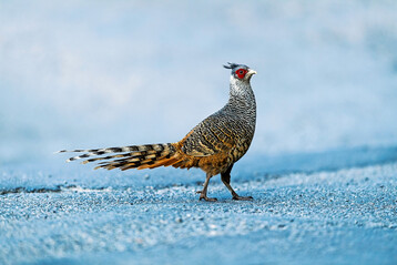 Wallichfasan. Im Zoo Berlin wurde bei einem Mitte M�rz verstorbenen Fasan dieser Art das Newcastle-Disease-Virus (ND-Virus) nachgewiesen.