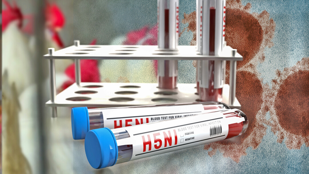 Neue H5N1-Nachweise in mehreren Bundesl�ndern betreffen unterschiedliche Haltungsformen vom Kleinstbestand bis zur Putenmast.