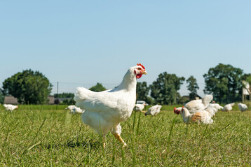 Langsam wachsende Masth�hnchen in Auslauf. Eine Reduktion des Rohproteingehalts ohne die M�glichkeit des Einsatzes freier Aminos�uren in �kofuttermischungen f�hrte bei solchen Herk�nften zu Leistungseinbu�en.