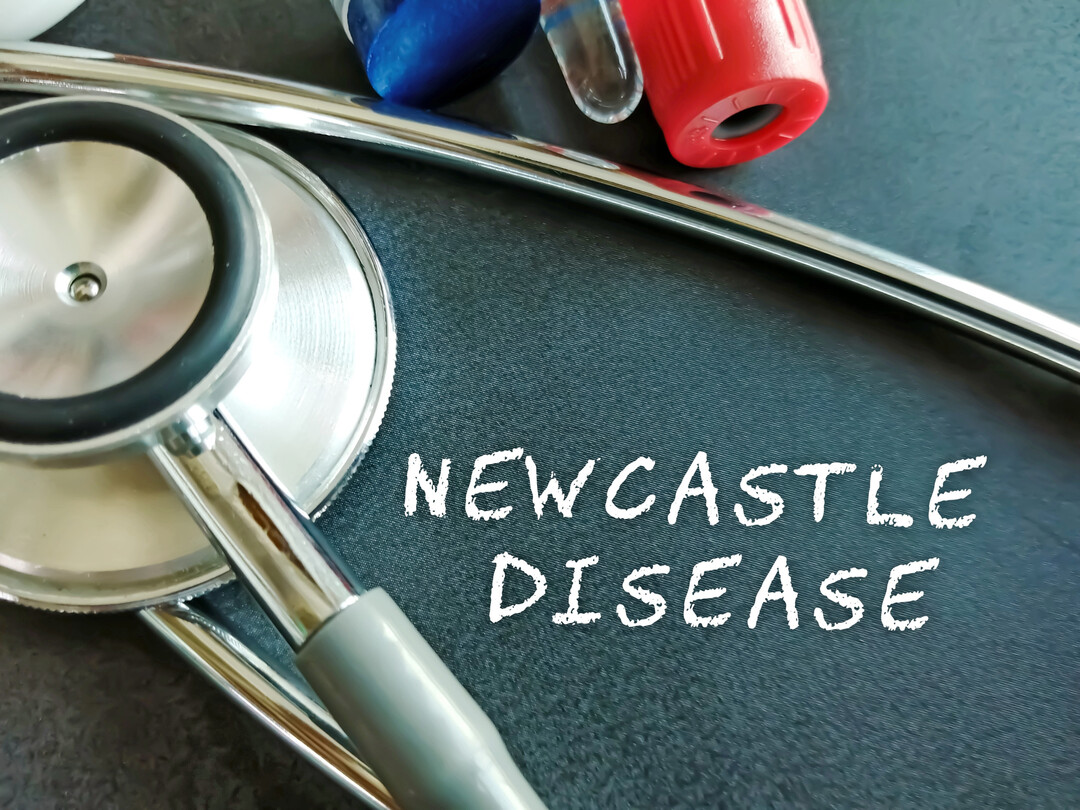 Die aktuellen ND-Fälle betreffen große Geflügelbestände: Allein in Brandenburg summieren sich die gemeldeten Tierzahlen auf mehr als 1,5 Millionen Tiere.