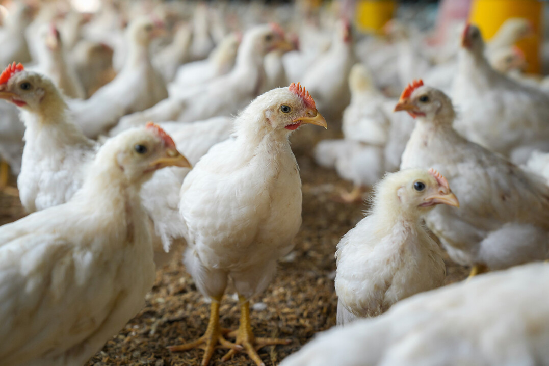 Bereits bei Stalltemperaturen �ber 30 �C sinkt die Futteraufnahme deutlich. Entscheidend ist dann, wie viel Energie und N�hrstoffe jede aufgenommene Futtermenge liefert.