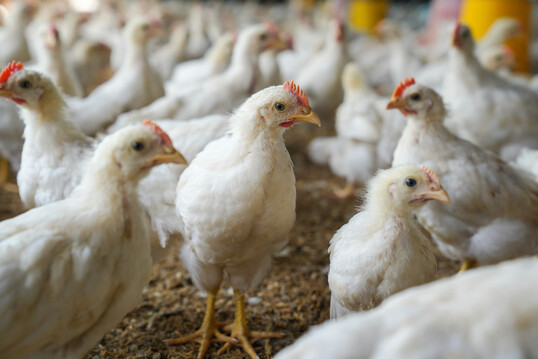 Bereits bei Stalltemperaturen �ber 30 �C sinkt die Futteraufnahme deutlich. Entscheidend ist dann, wie viel Energie und N�hrstoffe jede aufgenommene Futtermenge liefert.