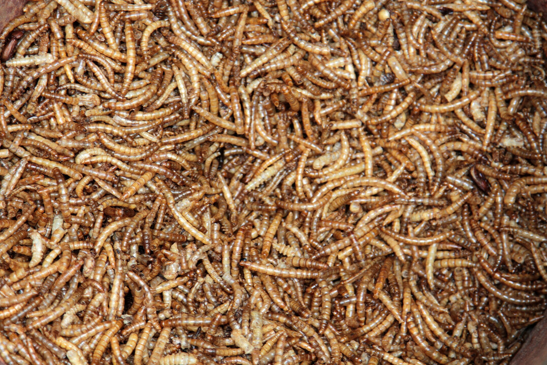 Mehlw�rmer k�nnten k�nftig als Tr�ger f�r Impfstoffe dienen: �ber das Futter aufgenommen, bringen sie Virusantigene direkt in den Darm der Tiere und umgehen damit den �blichen Injektionsaufwand im Bestand.